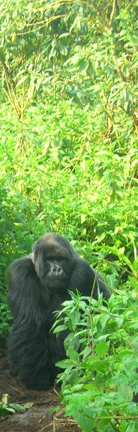 A gorilla in the Virungas in Rwanda
