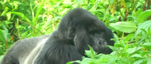 A gorilla in the Viringas, Rwanda